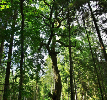 8_Užpelkių vinkšna.jpg